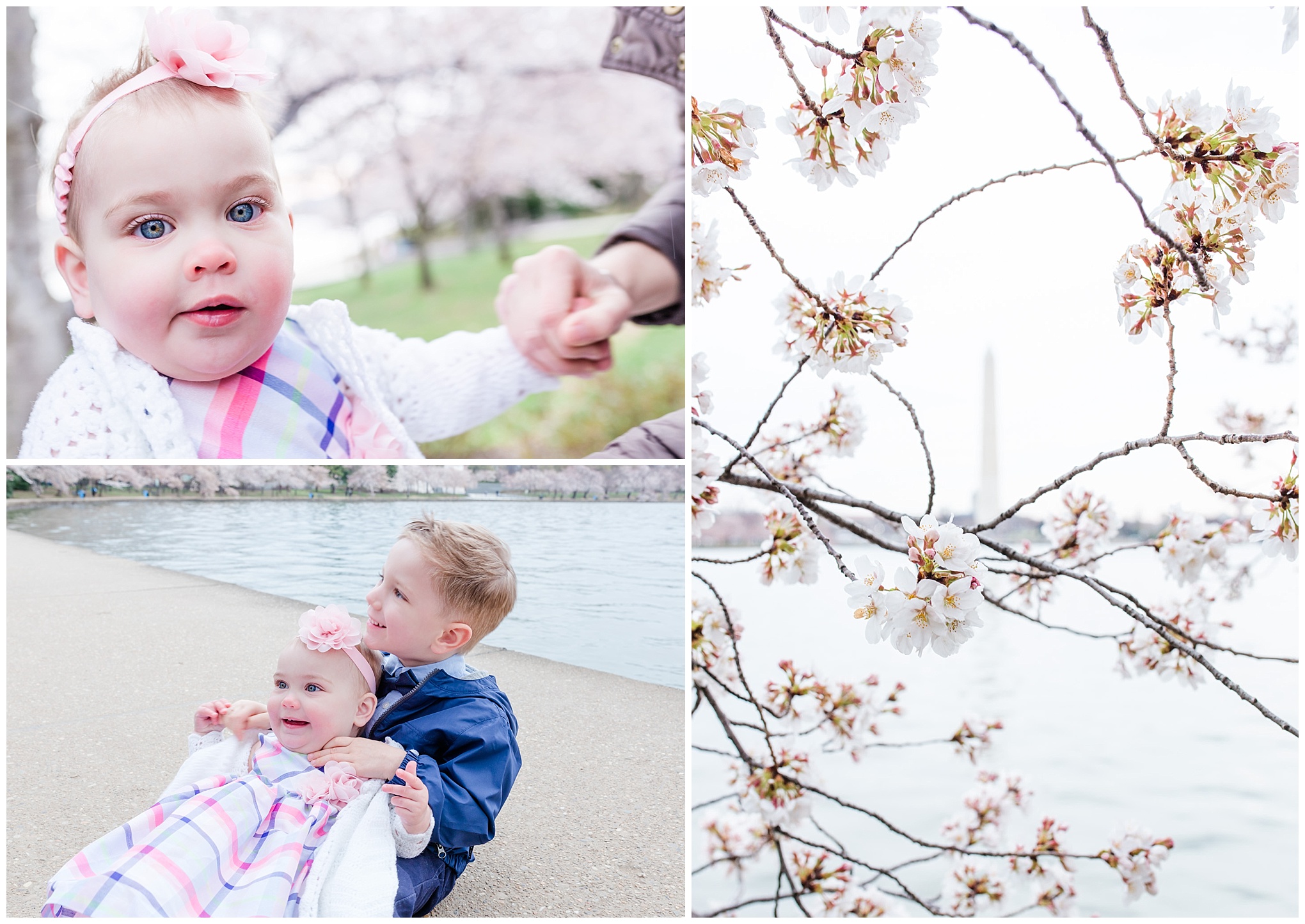 D.C. cherry blossoms family photos