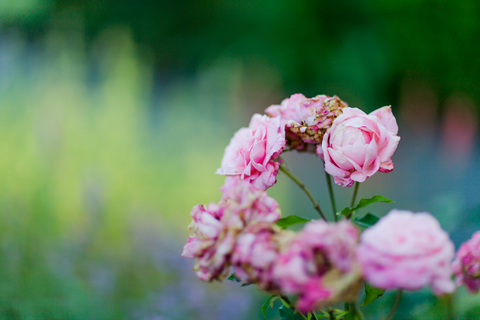 pink roses, flowers, botanical garden, Reston