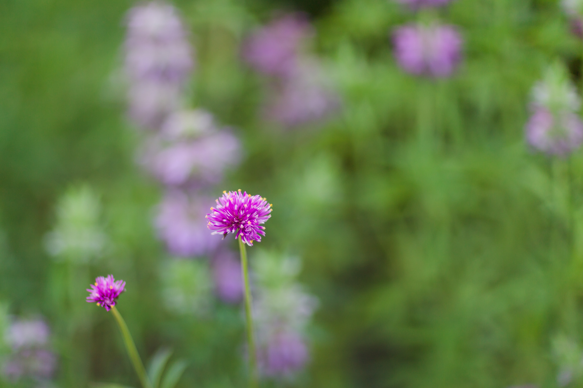 purple flower, botanical gardens, Reston