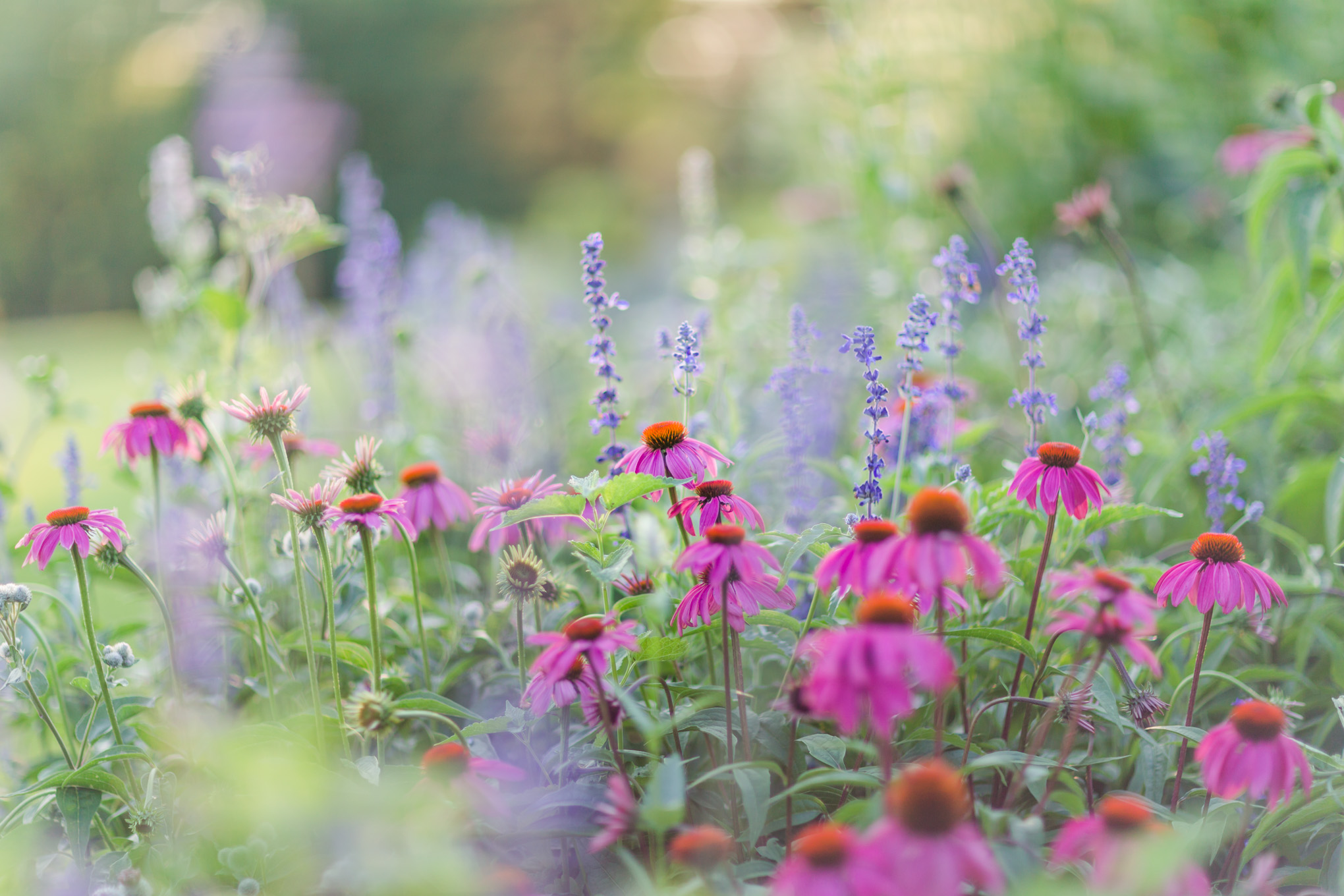 purple flowers, pink flowers, garden, botanical gardens, Reston