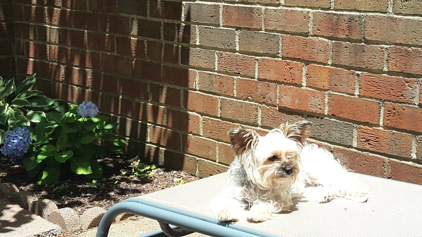 yorkipoo, sunbathing, patio, northern VA, 
