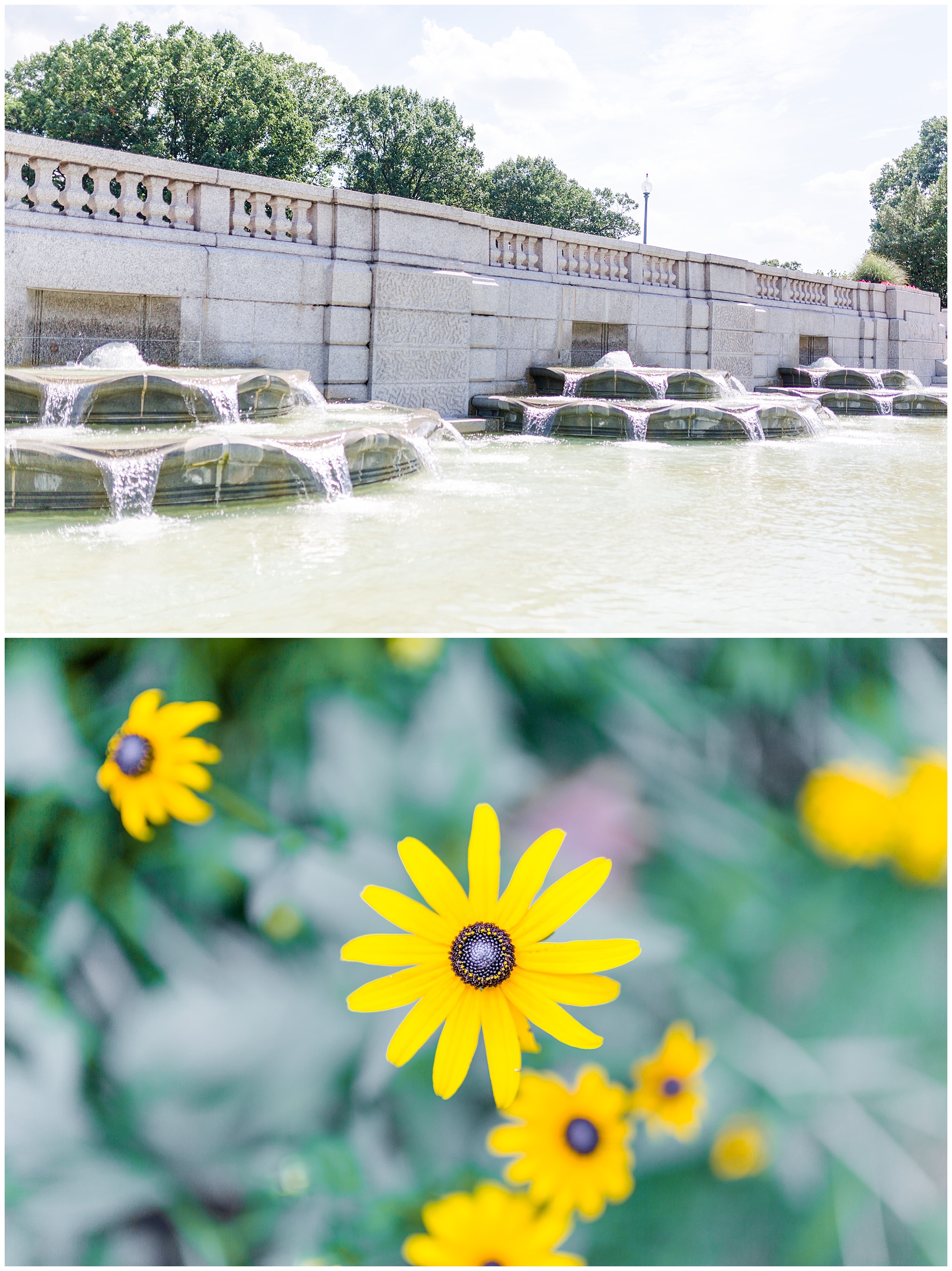 D.C. photo shoot spots, Capitol Hill, Lower Senate Park,, fountain, black eyed Susans