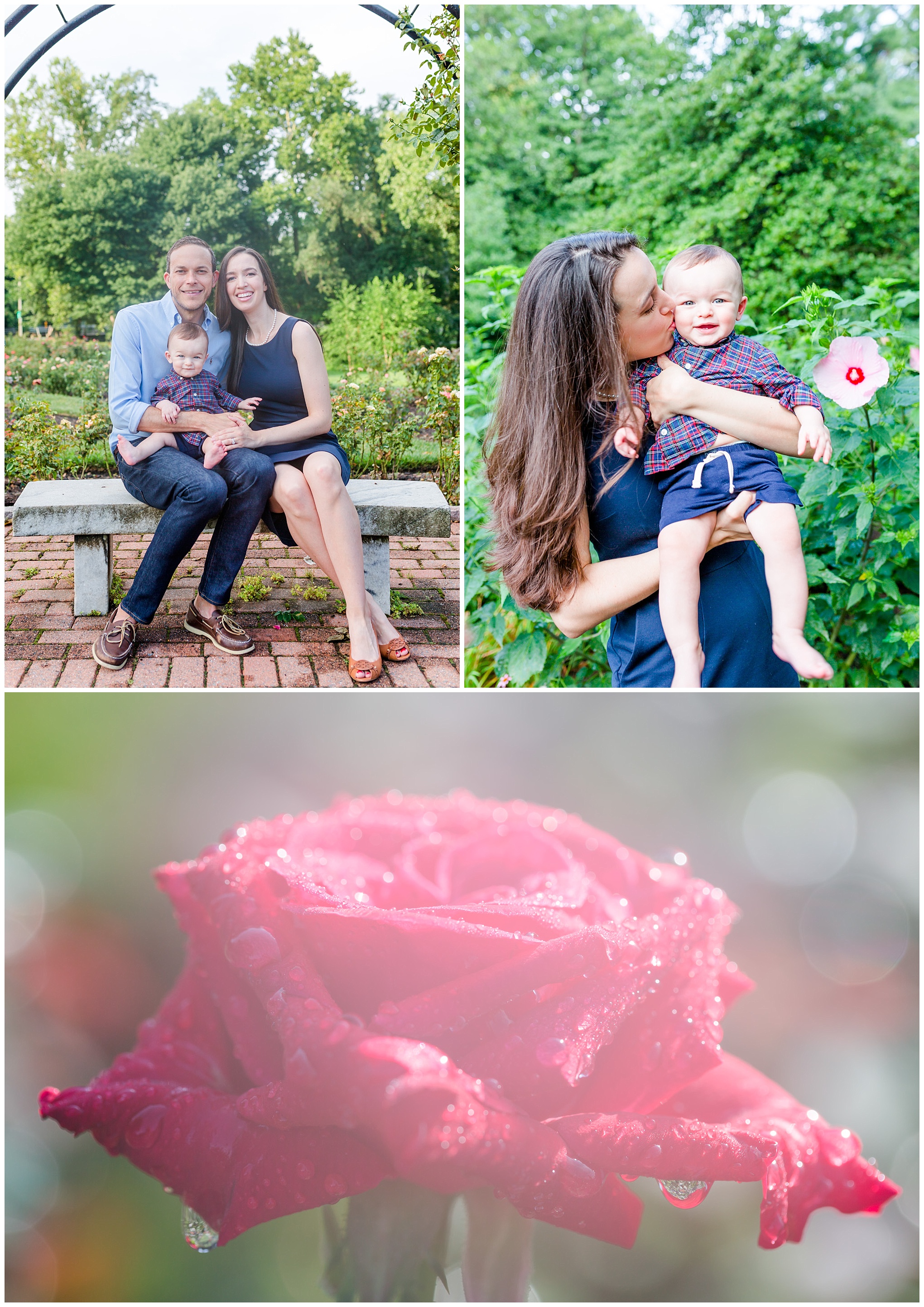 Bon Air Memorial Rose Garden family photos, family of three, garden photos, archway , family portraits, seated portraits, laughing baby, roses, pink roses, dewy roses, morning dew