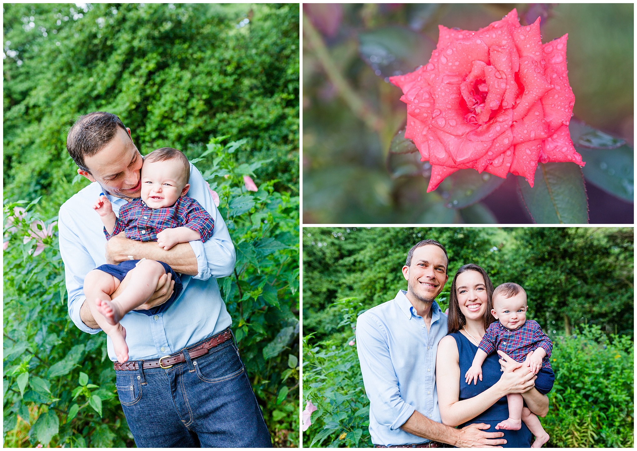 Bon Air Memorial Rose Garden family photos, Arlington, northern VA, family photos, laughing baby, J Crew family, father son, pink roses