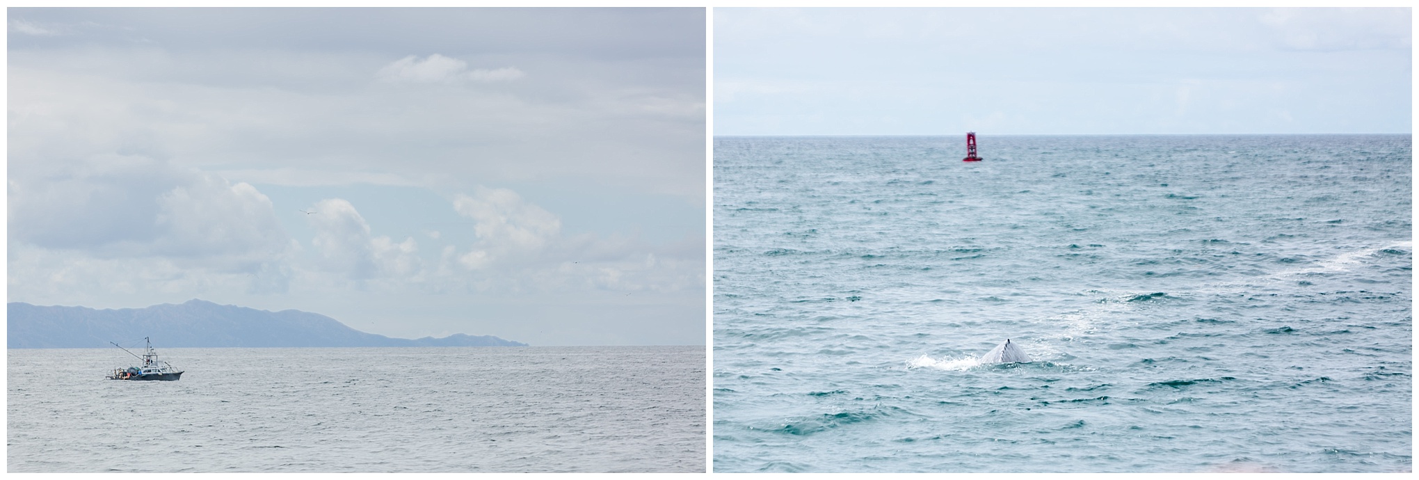 Pacific Ocean, sail boat, sailing, Long Beach, California, blue water, buoy, something fresh
