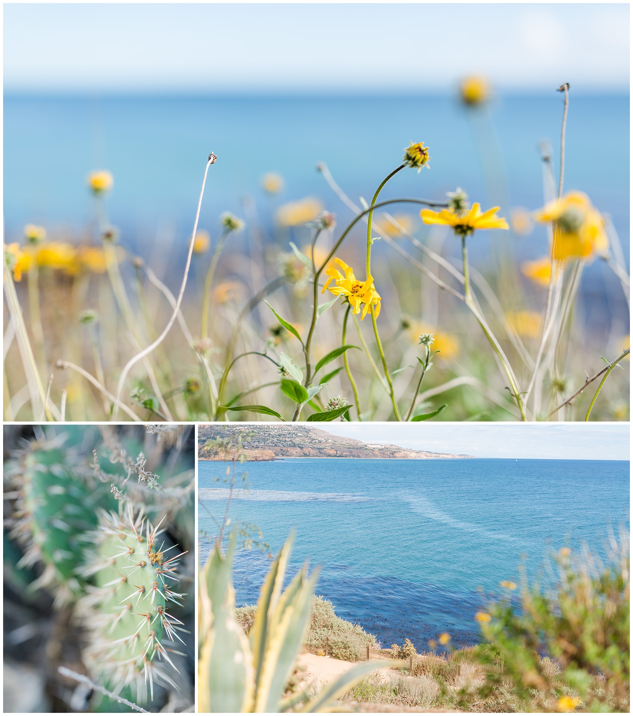 La Terranea, ocean front, turquoise waters, succulents, cliffs, waves, Pacific Ocean, something fresh, cactus, yellow flowers, ocean view