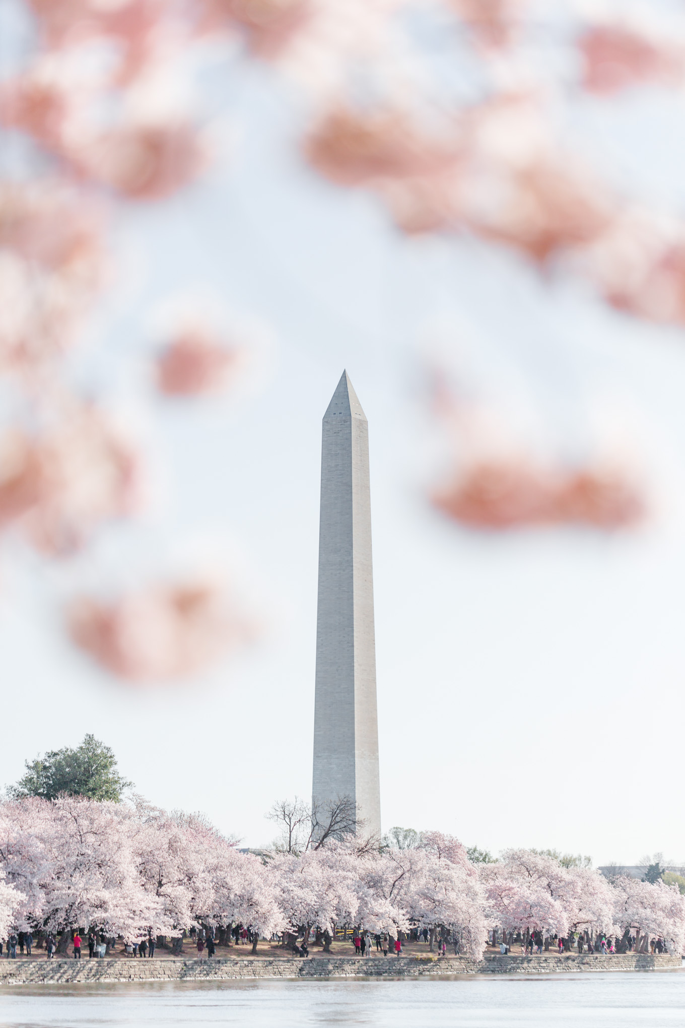 big weekend, Washington Monument, cherry blossoms, DC cherry blossoms, spring photo, spring in DC, pink flowers, pink blooms, pink cherry blossoms