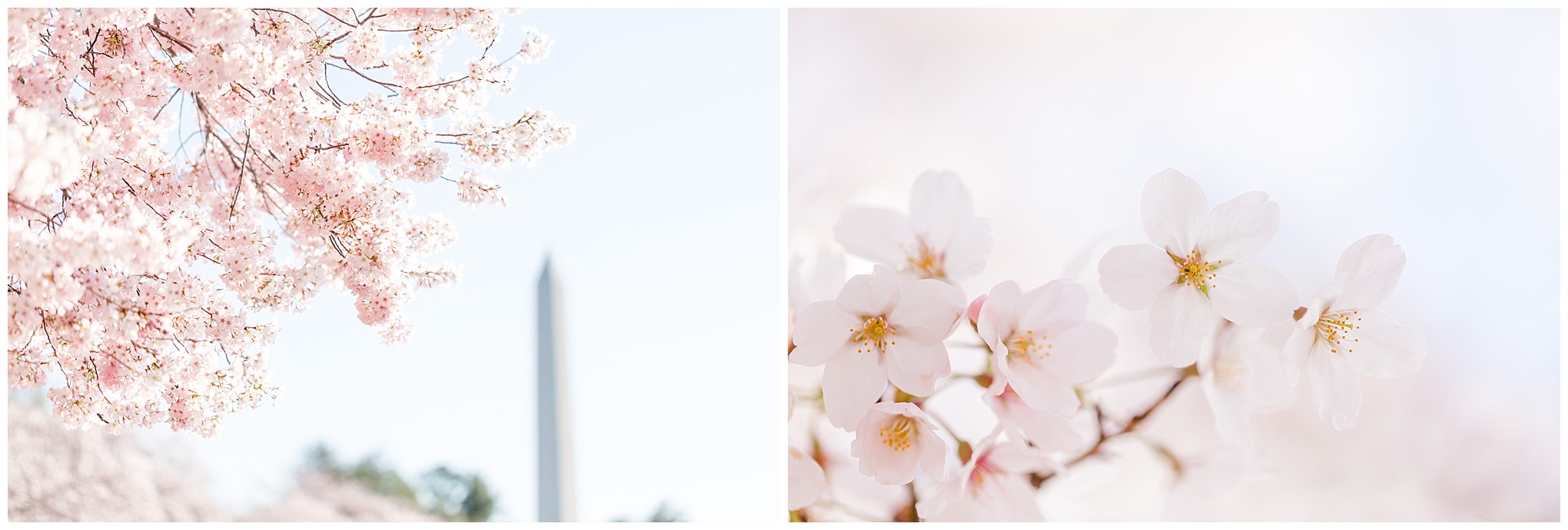 D.C. cherry blossoms, cherry blossoms, pink flowers, pink blooms, spring flowers, cherry blossom season, cherry blossoms photographer, D.C. cherry blossoms photographer, values based business, Washington Monument