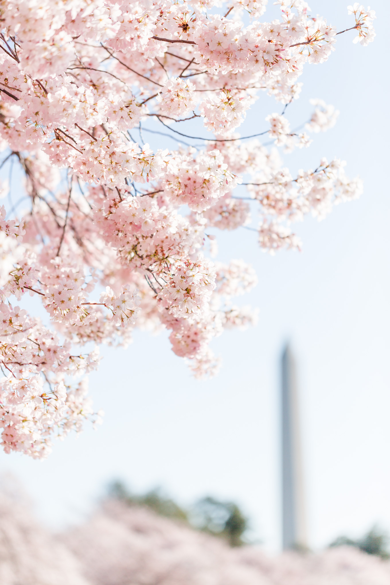 D.C. cherry blossoms, cherry blossoms, pink flowers, pink blooms, spring flowers, cherry blossom season, cherry blossoms photographer, D.C. cherry blossoms photographer, values based business, Washington Monument