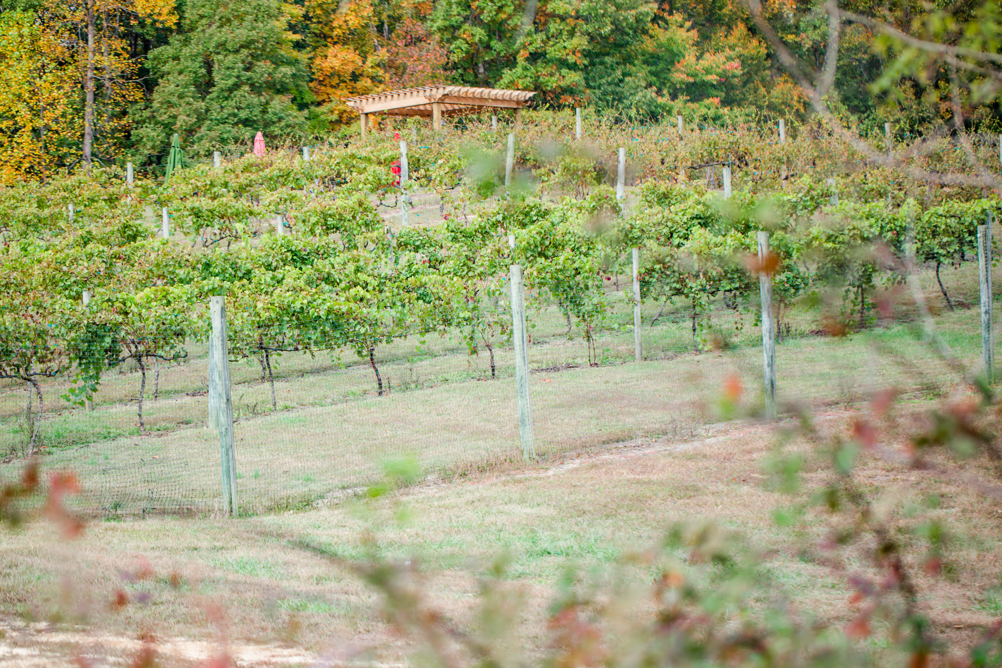 Running Hare Vineyard surprise proposal, Maryland winery, Maryland proposal photographer, D.C. proposal photographer, Maryland engagement, surprise proposal, Running Hare Vineyard proposal, Running Hare Vineyard, D.C. wedding photographer, Rachel E.H. Photography, autumn proposal, autumn surprise proposal