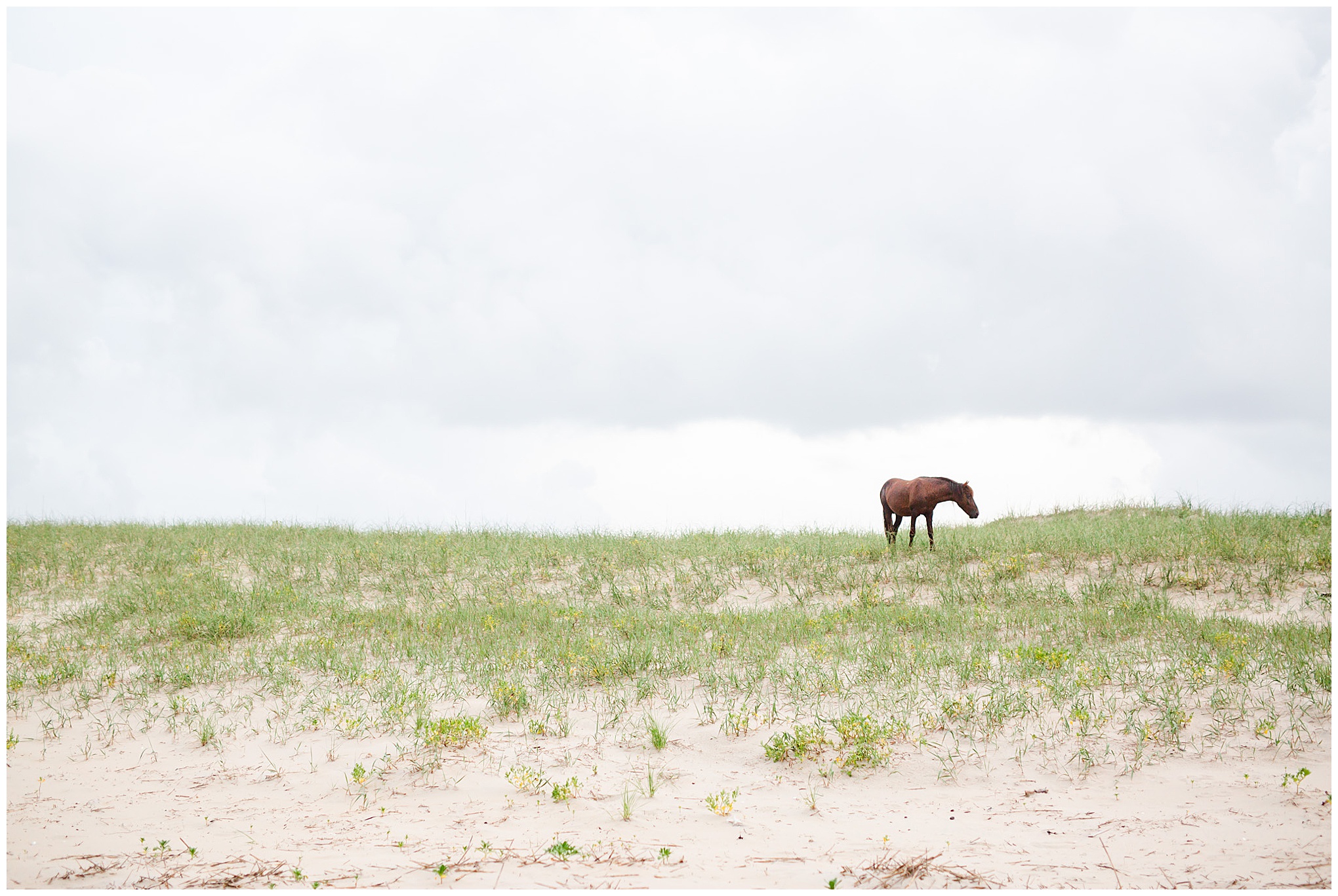 Corolla NC photographer, Outer Banks photographer, beach photography, beach photographer, NC photographer, Corolla wild horse beach, Rachel E.H. Photography, beach dunes, wild horse