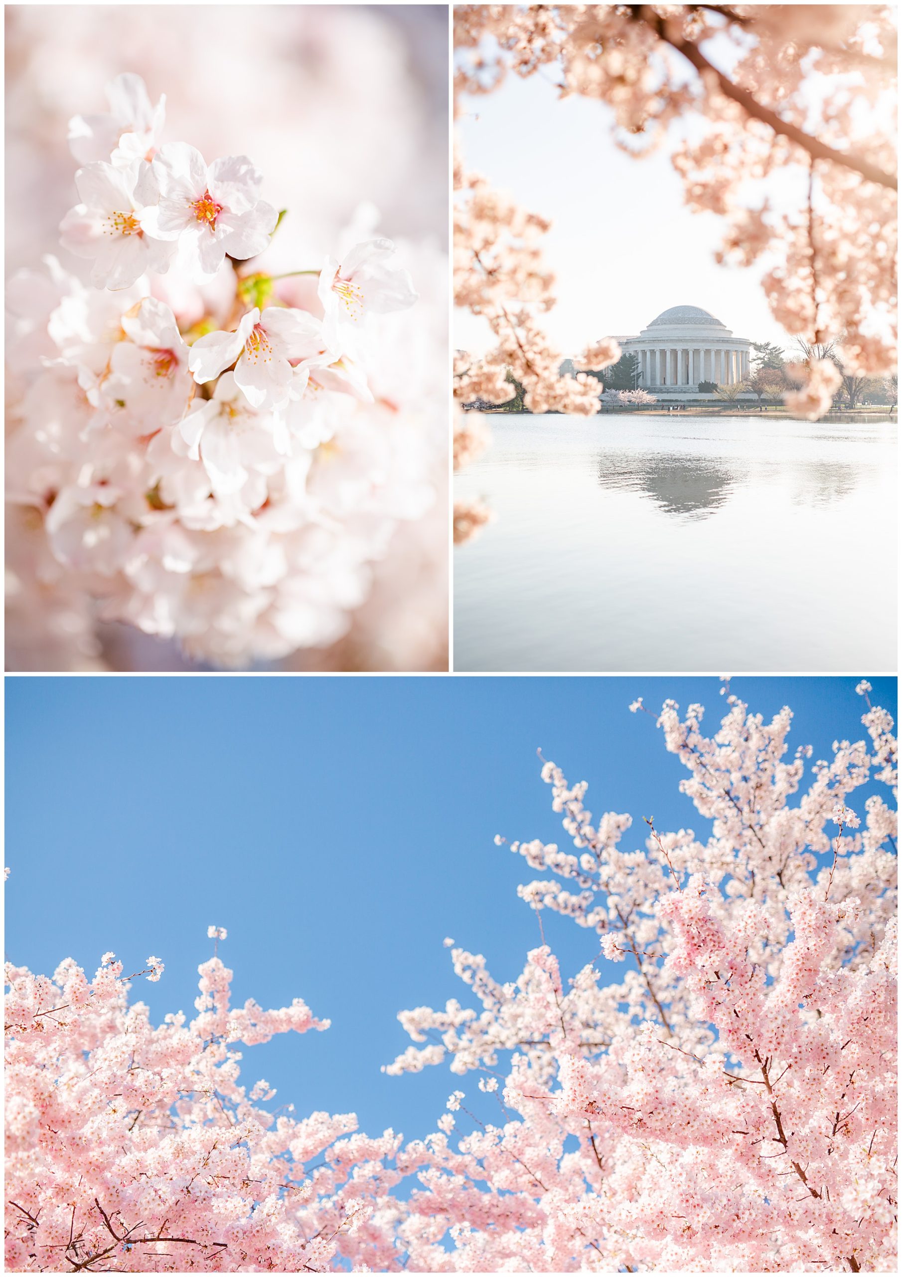 DC cherry blossoms photos, DC cherry blossoms photographer, DC photographer, cherry blossoms prints, cherry blossoms photos, Washington DC sights, Tidal Basin, DC views, DC landmarks, spring in DC, Akebono cherry blossoms, Jefferson Memorial