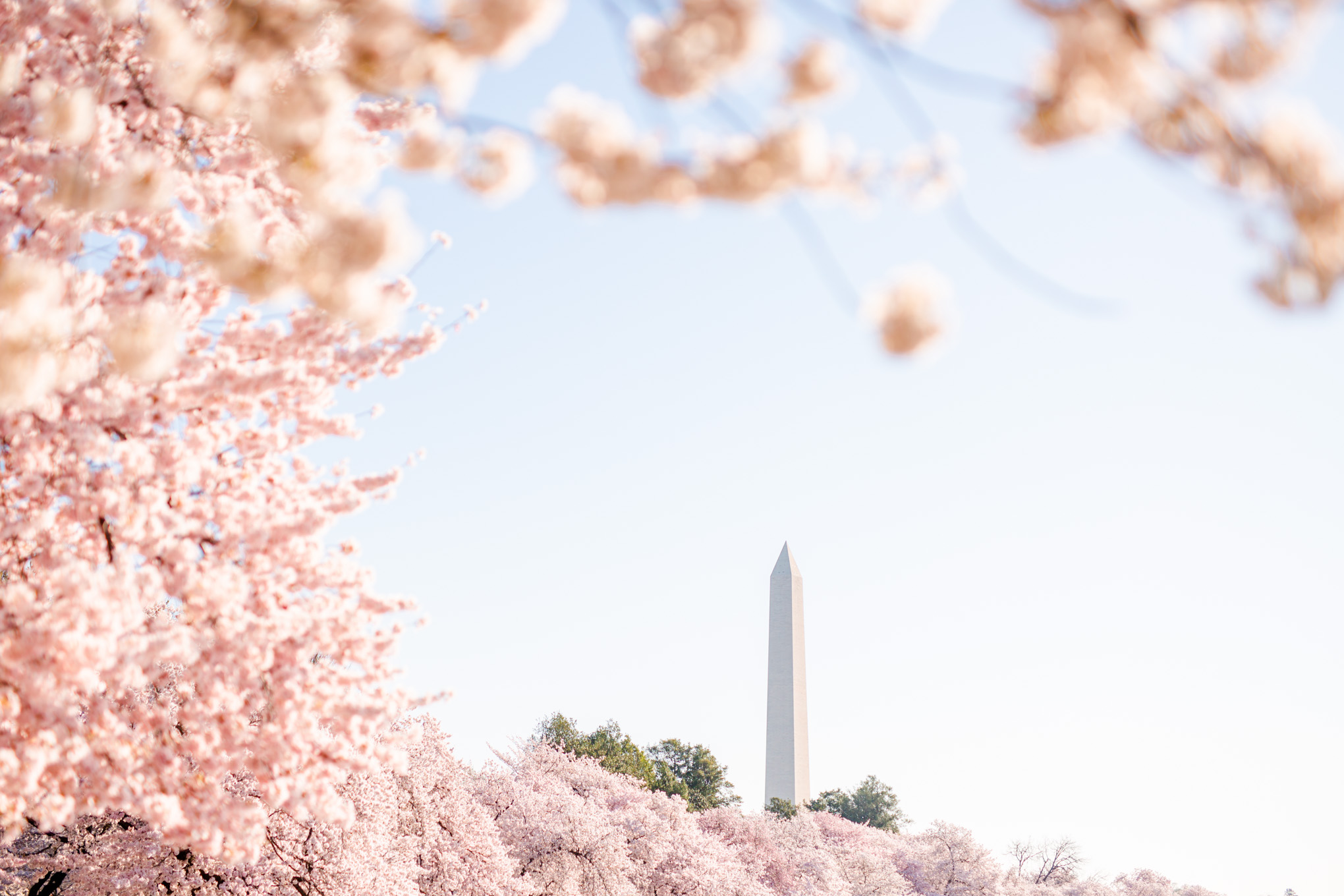 DC cherry blossoms photos, DC cherry blossoms photographer, DC photographer, cherry blossoms prints, cherry blossoms photos, Washington DC sights, Tidal Basin, DC views, DC landmarks, spring in DC