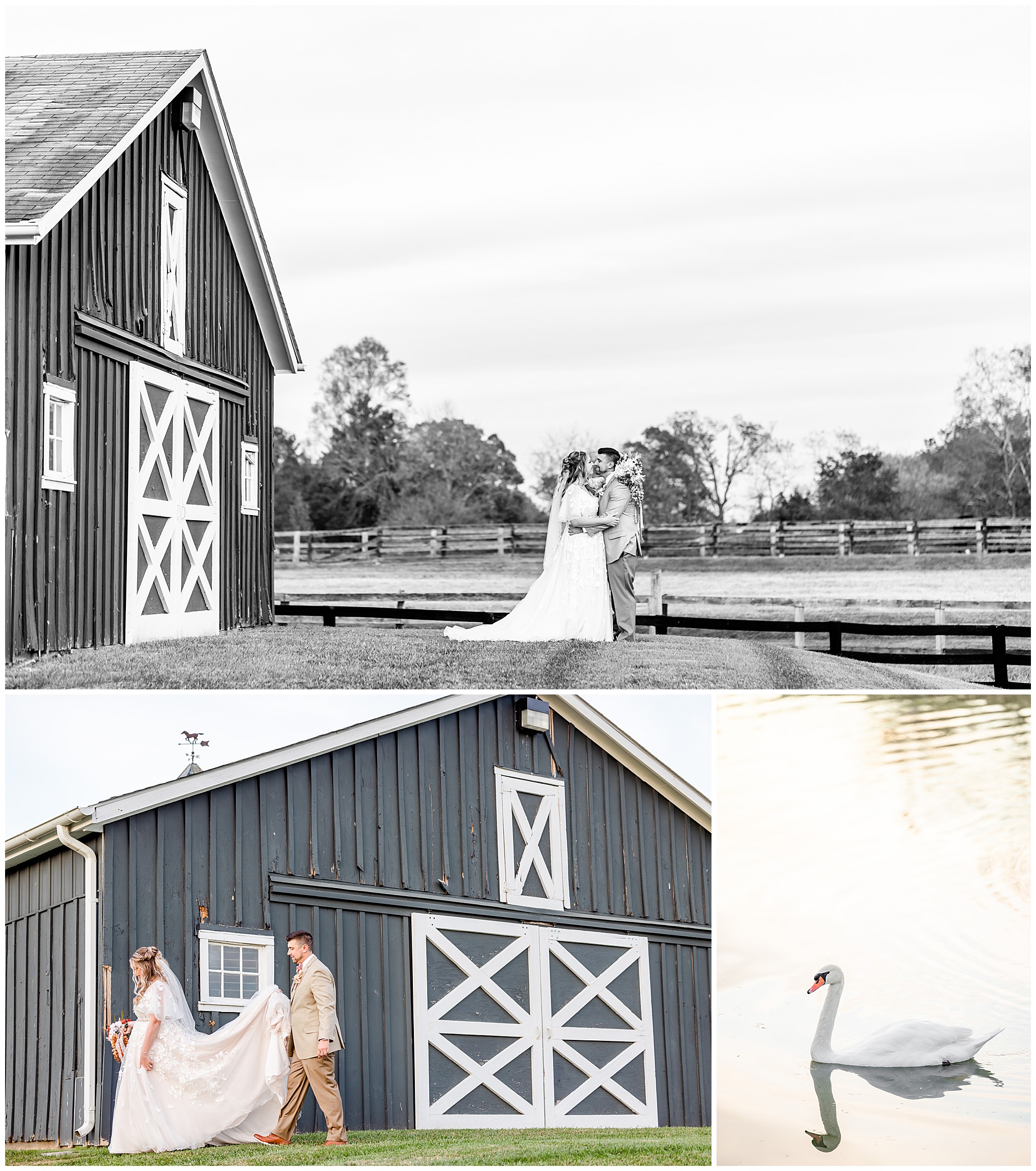 fall colors Middleburg Virginia wedding, Middleburg wedding, Middleburg wedding photographer, Loudoun County wedding photographer, northern Virginia wedding photographer, Middleburg Barn wedding, autumn wedding aesthetic, barn wedding aesthetic, elegant barn wedding, DC wedding photographer, Rachel E.H. Photography, black and white, bride and groom outside middleburg barn, swan in pond