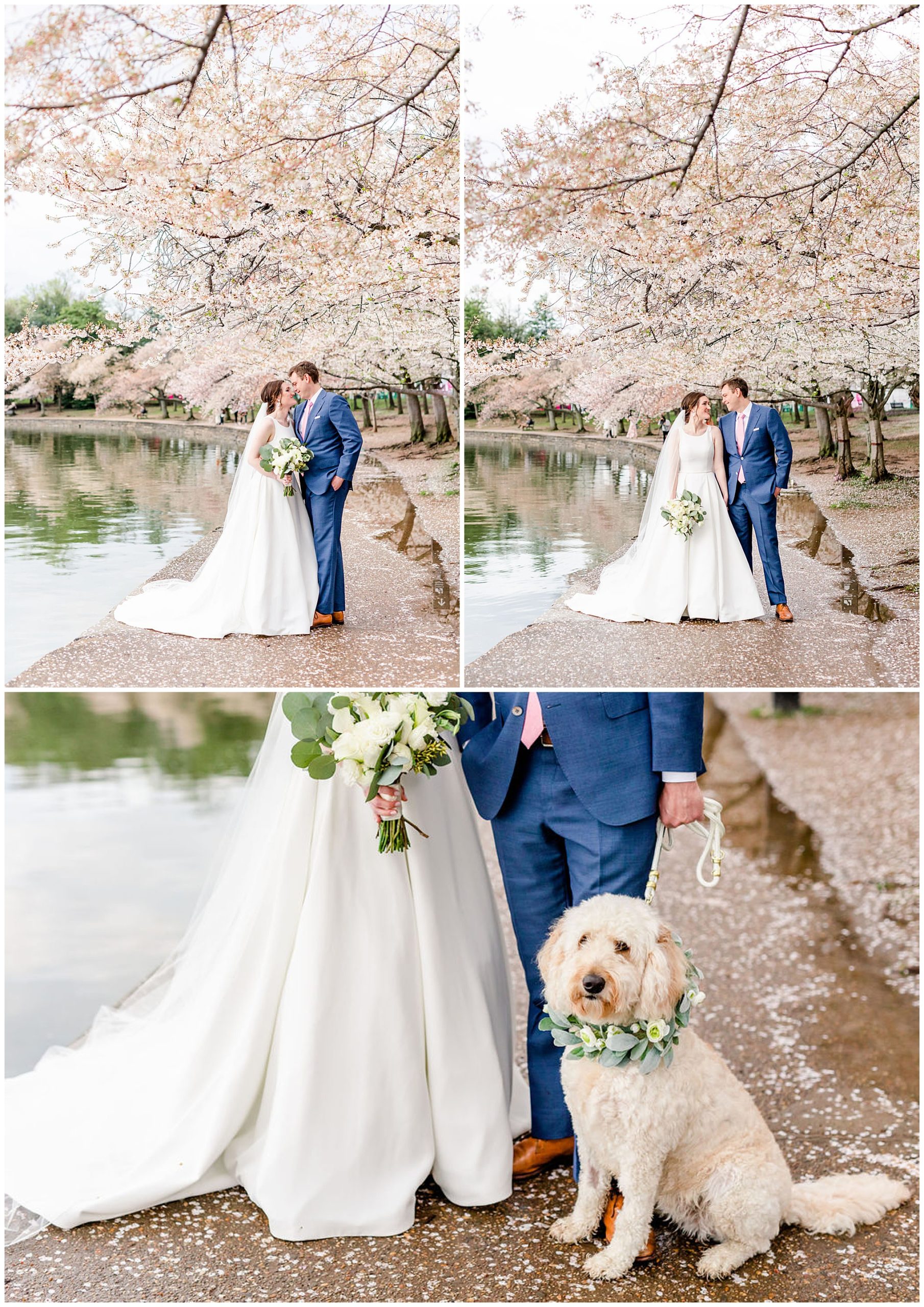 DC cherry blossoms wedding portraits, DC elopement portraits, DC wedding photos, DC wedding photographer, cherry blossoms wedding photos, DC cherry blossoms photographer, Rachel E.H. Photography, couple with dog
