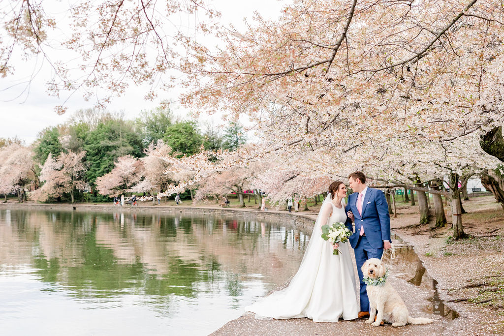 DC cherry blossoms wedding portraits, DC elopement portraits, DC wedding photos, DC wedding photographer, cherry blossoms wedding photos, DC cherry blossoms photographer, Rachel E.H. Photography, silver wedding bands, bride and groom with dog, dog wearing flower collar