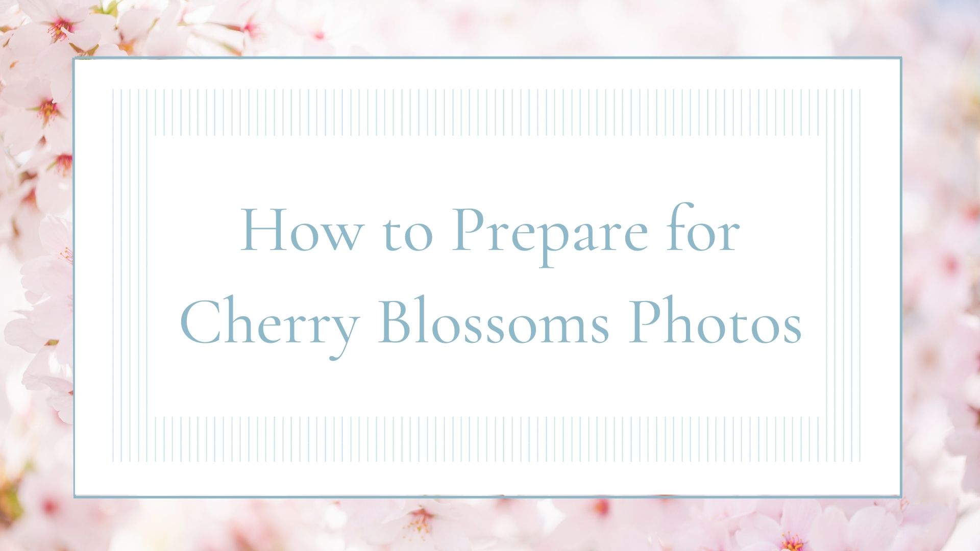 how to prepare for cherry blossoms photos, tips for cherry blossoms season, DC cherry blossoms photography, DC cherry blossoms photographer, photo session tips, cherry blossoms photos tips, DC cherry blossoms, Rachel E.H. Photography